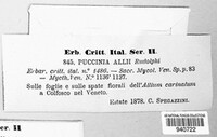 Puccinia allii image